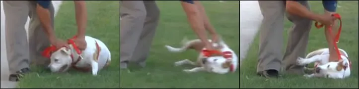 Roll over perro