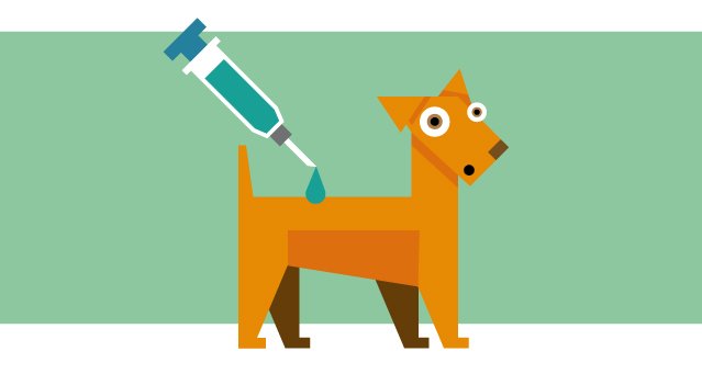 cocina a tiempo evitar Castración en perros: efectos sobre la salud y el comportamiento -  simiperroHABLARA.com